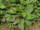  Plantago Asiatica Extract 